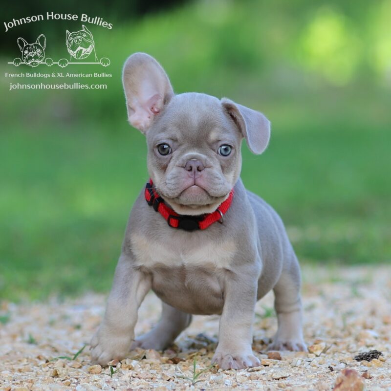 Health-tested-Isabella-French-Bulldog-for-sale-from-Johnson-House-Bullies-a-breeder-near-Nashville-TN.