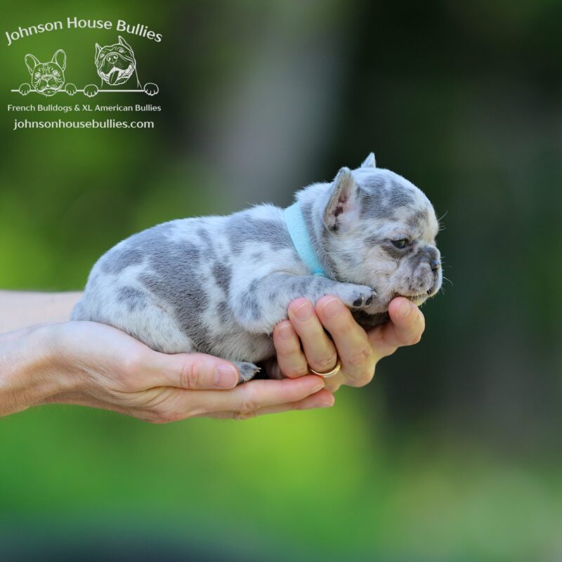 Marge-a-Lilac-Merle-French-Bulldog-for-sale-near-Nashville-Tennessee.