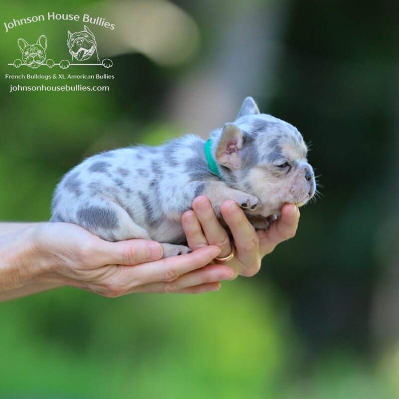 Lilac-Merle-French-Bulldog-puppies-available-now-Jackson-Tennessee.
