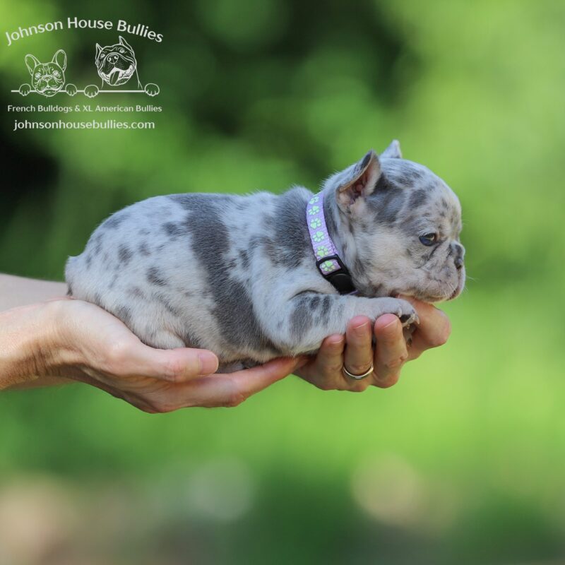 Lilac-Tan-Merle-French-Bulldog-puppies-for-sale-Memphis-Tennessee.