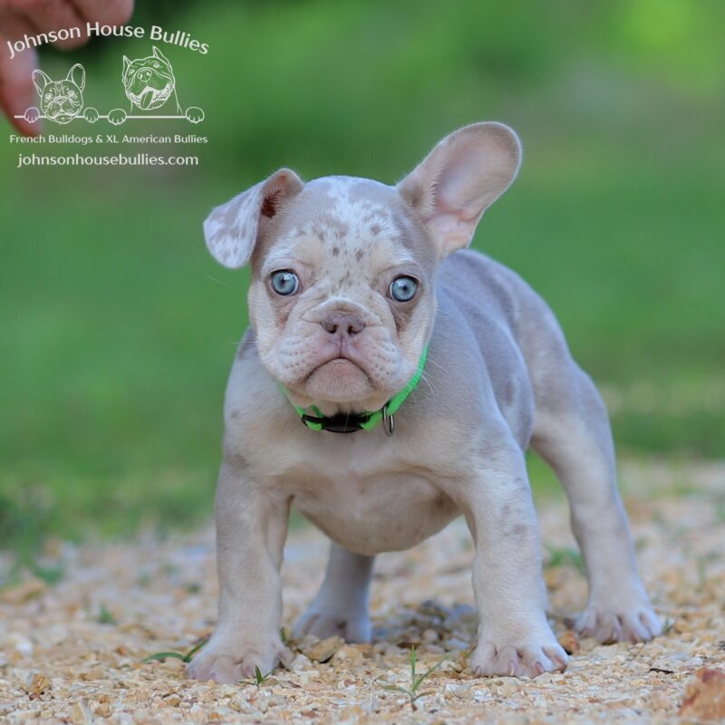 Newshade-Isabella-Merle-French-bulldog-puppy-for-sale-near-Nashville-Tennessee.