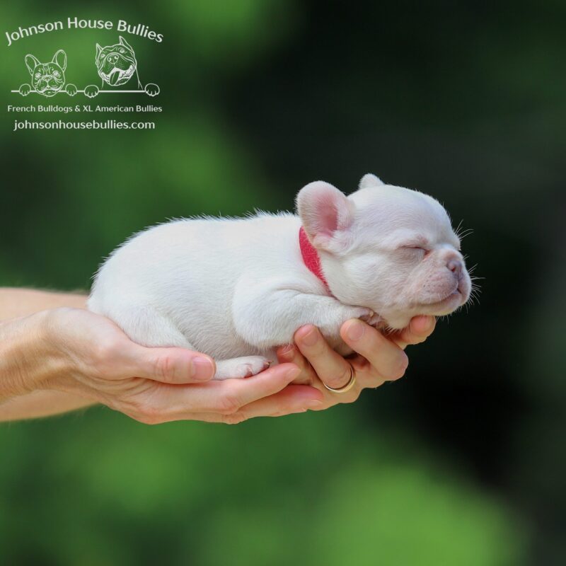 Plantinum-AKC-French-Bulldog-puppy-for-sale-near-Memphis-Tennessee.