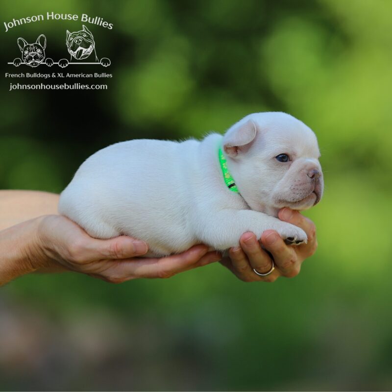 Platinum-French-Bulldog-puppies-for-sale-Franklin-Tennessee.