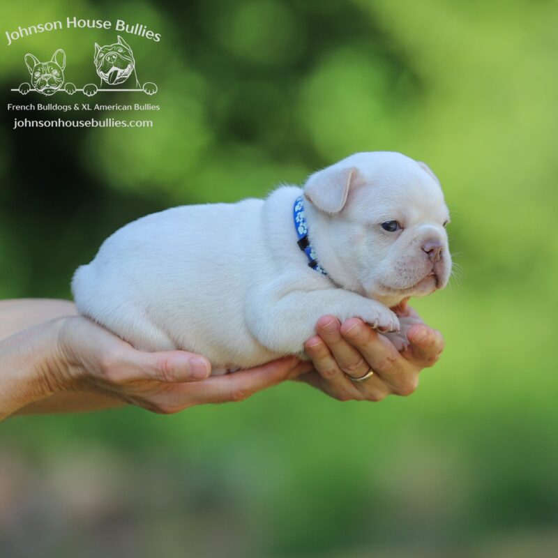 Platinum-French-Bulldog-puppies-for-sale-Knoxville-Tennessee.