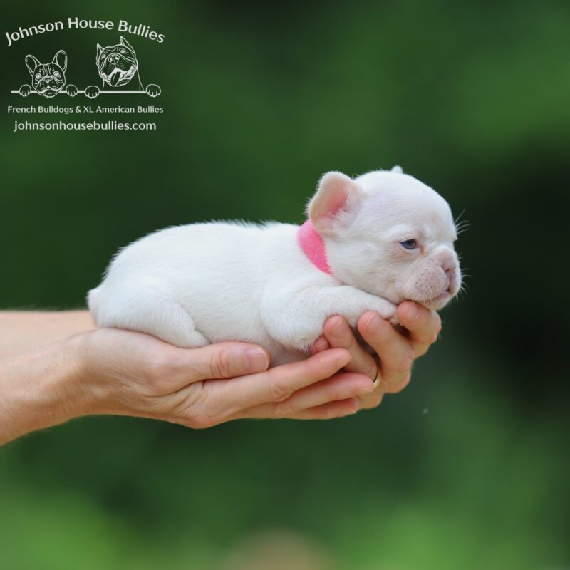 Platinum-French-Bulldog-puppies-for-sale-near-Jackson-Tennessee.