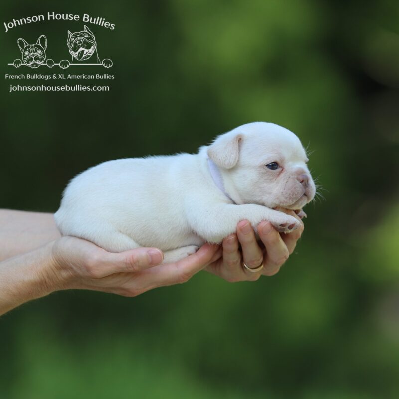 Platinum–French-Bulldog-puppies-available-now-Jackson-Tennessee.