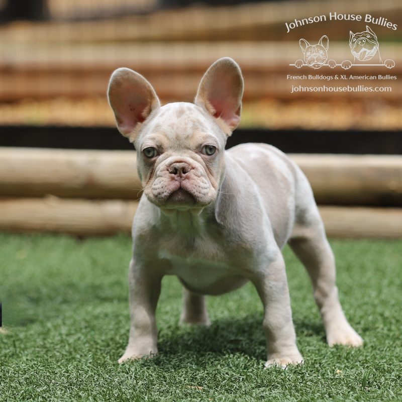 AKC-registered-Newshade-Isabella-Tan-Merle-French-Bulldog-located-in-Nashville-Tennessee.