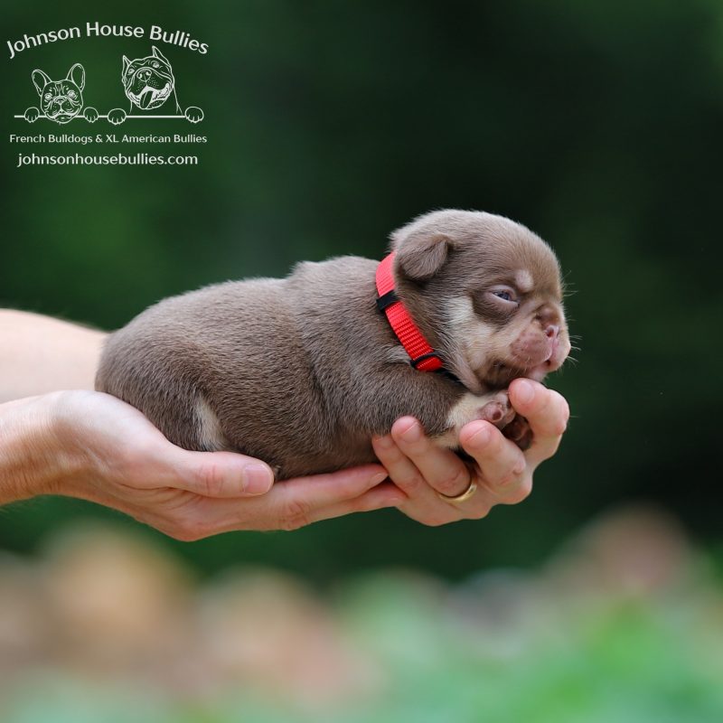 AKC_Newshade_Rojo_Tan_French_Bulldog_for_sale_near_Memphis_Tennessee.jpg