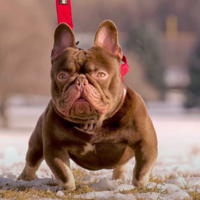 AKC_Registered_Health_Clear_Newshade_Rojo_Tan_Stud_Wonkabar_of_The_Bully_Game_Bad_Rider_ Frenchies