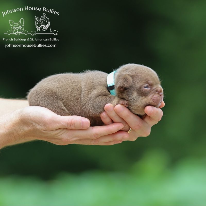 Health_Clear_Newshade_Rojo_Tan_French_Bulldog_for_sale_Tennessee.