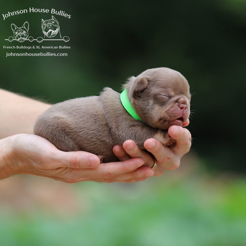 Newshade_Rojo_Tan_French_Bulldog_for_sale_near_Jackson_Tennessee.jpg