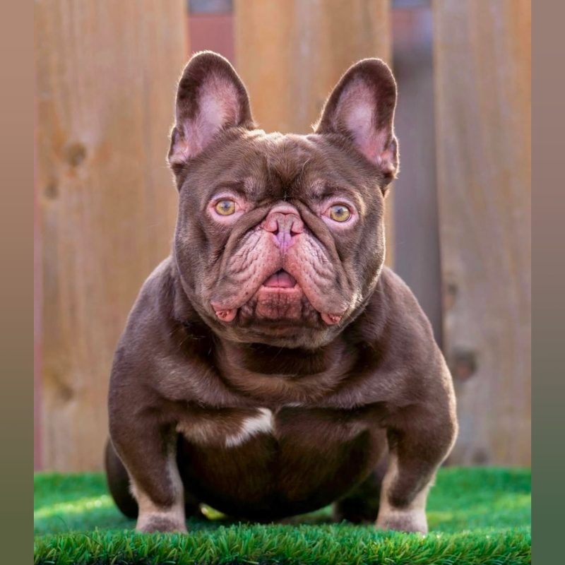 Newshade_Rojo_Tan_Stud_Wonkabar_of_The_Bully_Game_Bad_Rider_ Frenchies.