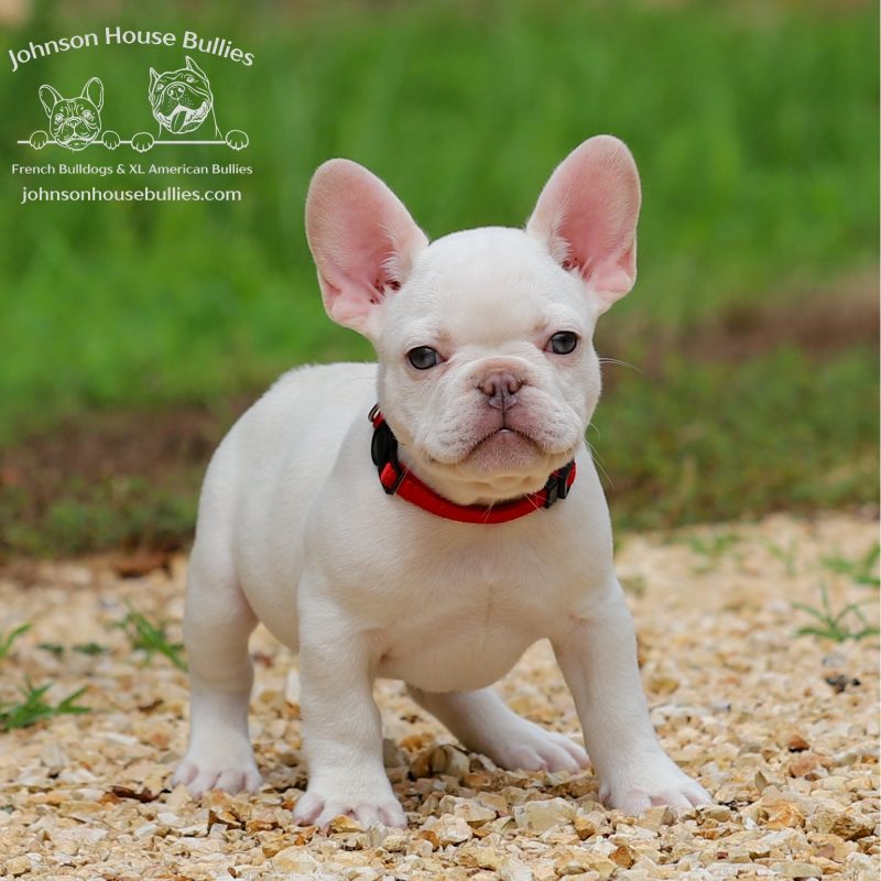 Platinum_French_Bulldog_for_sale_near_Chatanooga_Tennessee.