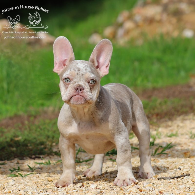 Newshade_Isabella_Tan_Merle_French_Bulldog_for_sale_Jackson_Tennessee.