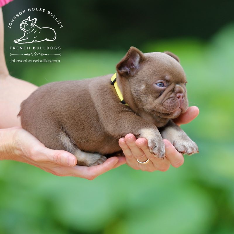 AKC-Registered-Newshade-Rojo-Tan-French-Bulldog-for-sale-near-Memphis-Tennessee.