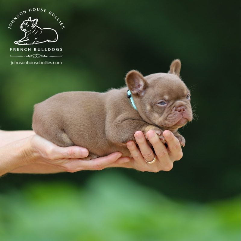 AKC-Registered-Newshade-Rojo-Tan-French-Bulldog-for-sale-near-Nashville-Tennessee.