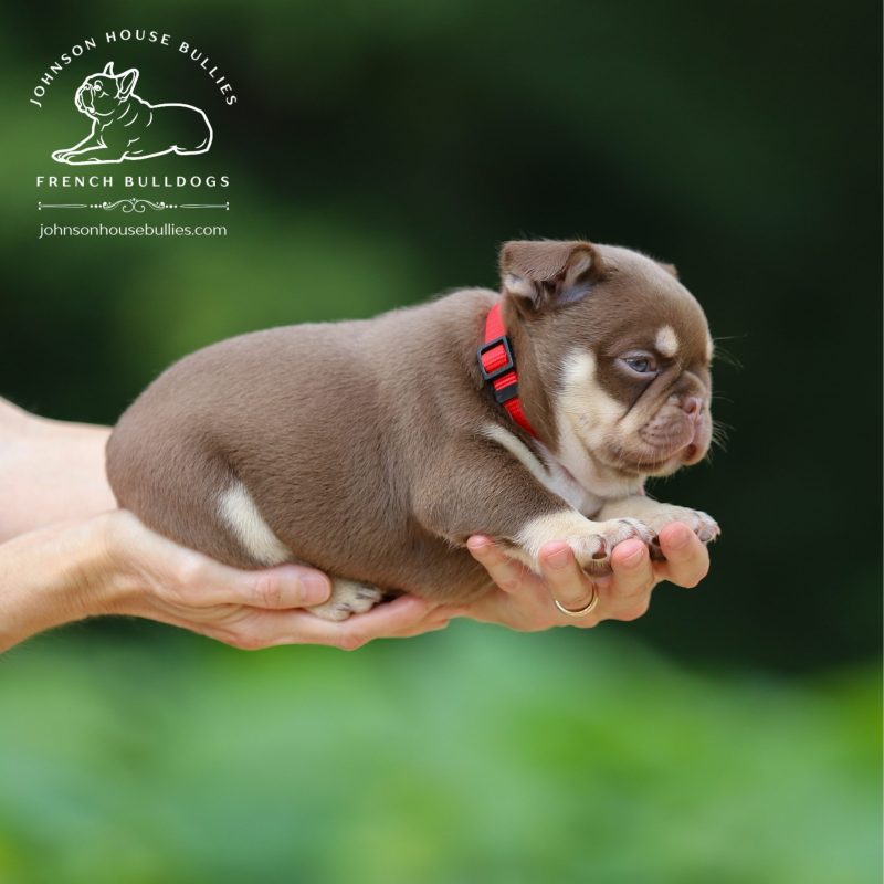 DNA-Tested-Newshade-Rojo-Tan-French-Bulldog-for-sale-near-Jackson-Tennessee.