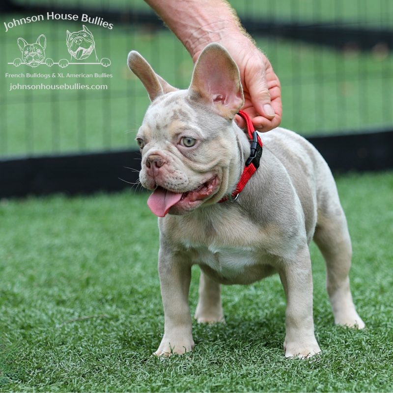 Health-tested-french-bulldog-for-sale-near-Jackson-Tennessee.