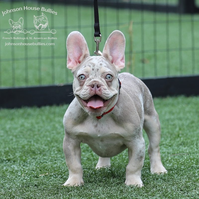 Newshade-Isabella-Merle-French-Bulldog-for-sale-near-Jackson-Tennessee.