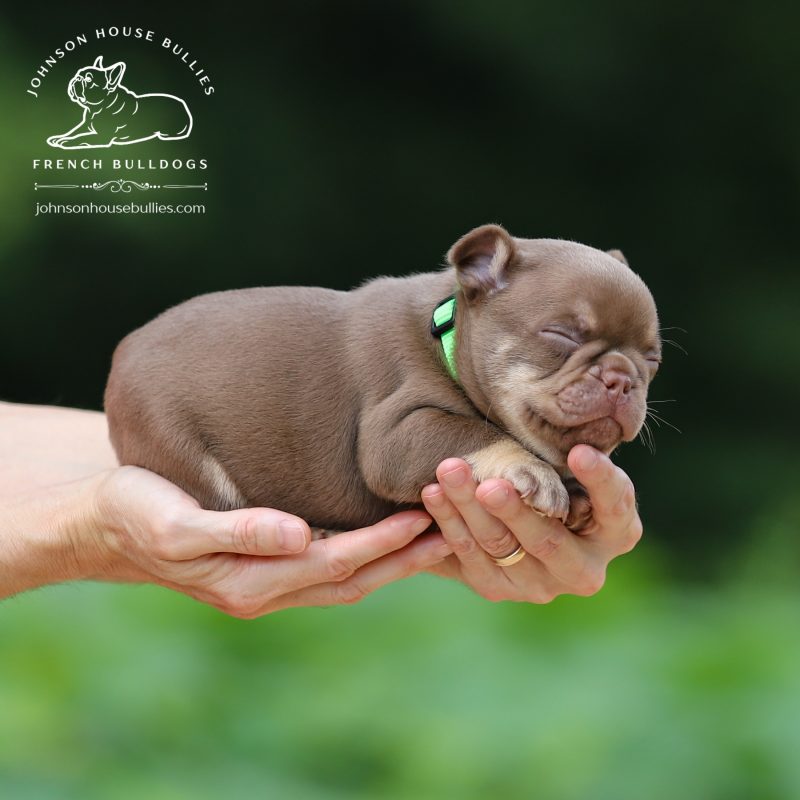 Newshade-Rojo-Tan-French-Bulldog-for-sale-near-Jackson-Tennessee.