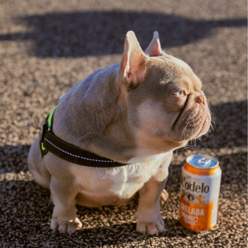 Goldlink-an-incredible-nano-Newshade-Isabella-stud-from-The-Frenchie-Corporation-and-GSquad-Frenchies.