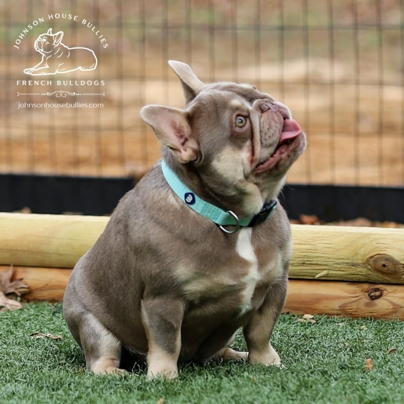 Smash-Isabella-Tan-French-Bulldog-produced-by-Johnson-House-Bullies-Jackson-Tennessee.