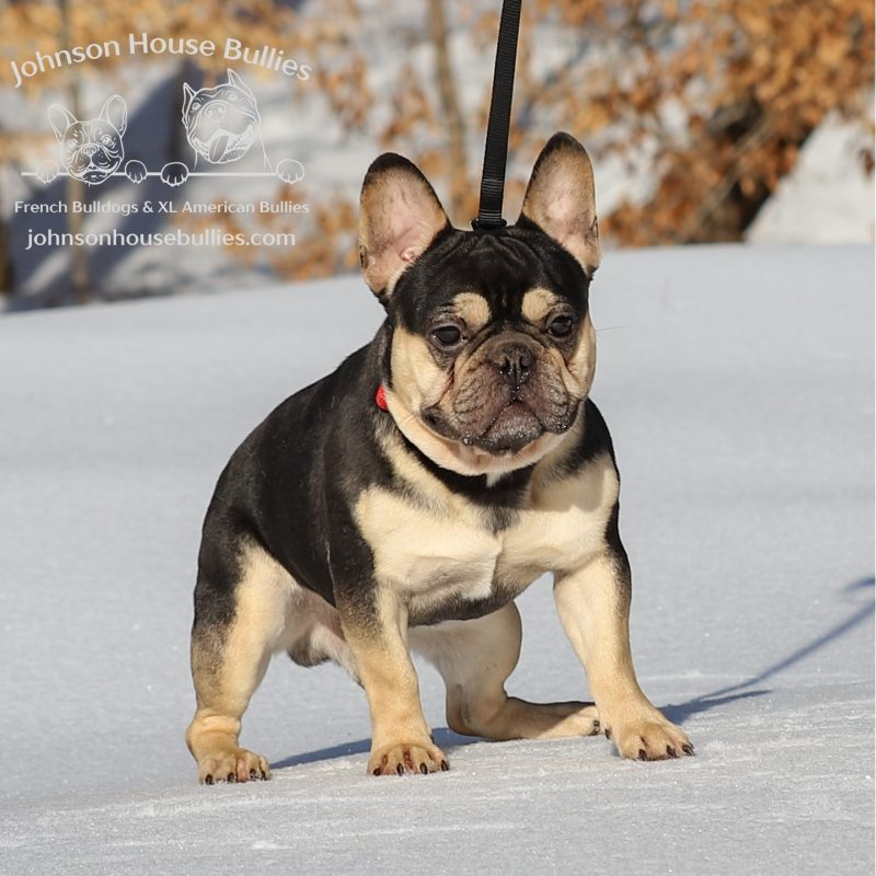 Black-and-tan French Bulldog named Camacho sitting on snow.