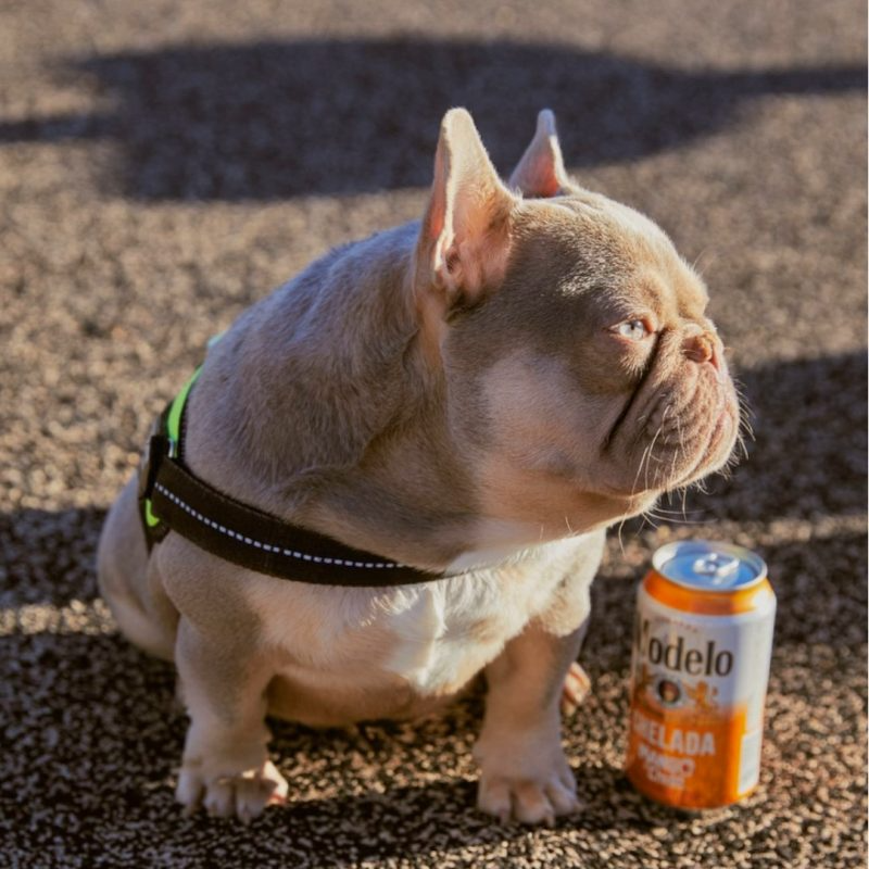 Goldlink, a compact Newshade Isabella and Tan French Bulldog stud.