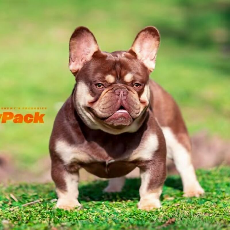 Honey Pack is a Rojo and Tan French Bulldog stud from Tennessee.