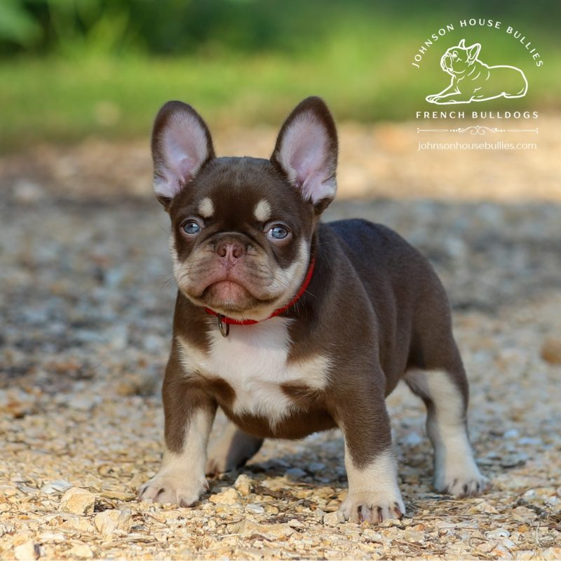 Jerry, a Newshade Rojo and Tan fluffy carrier Frenchie, standing on a gravel path.
