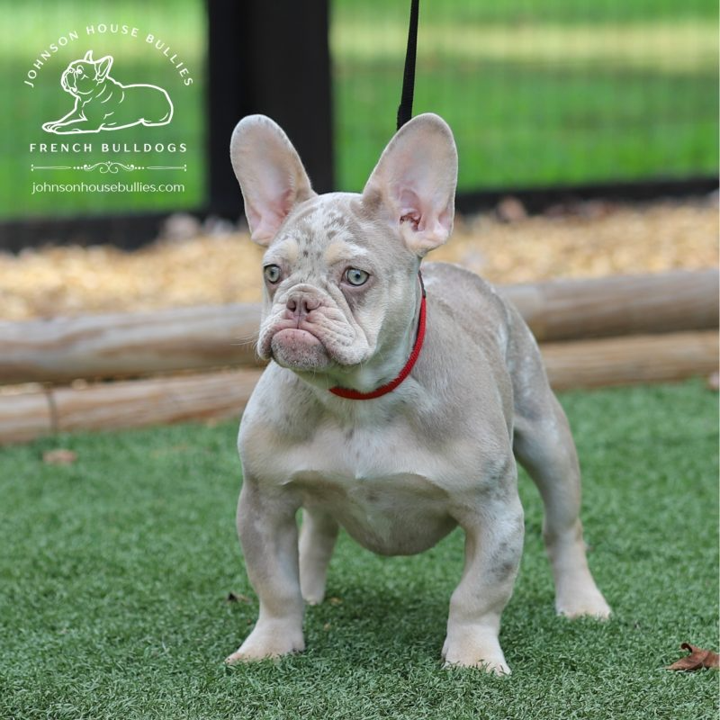 Leonard, a Newshade Isabella and Tan French Bulldog puppy with upright ears and a red collar, standing outdoors.