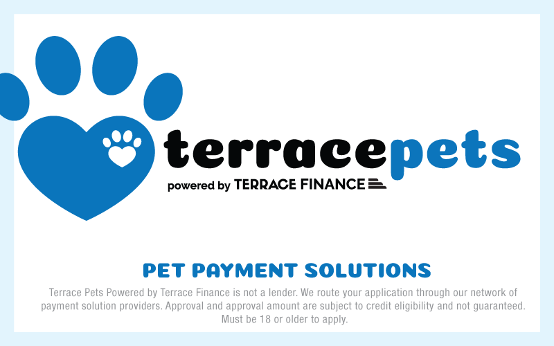 Terrace Pets French Bulldog puppy financing banner for Tennessee buyers looking for Frenchie payment plans and ways to make payments on a French Bulldog puppy