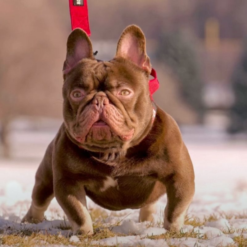 Wonkabar, a Rojo colored French Bulldog stud standing on snowy ground in a red leash.