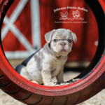 Here is our lilac and tan merle french bulldog puppy cornholio as a little baby puppy. not for sale.
