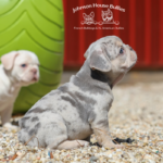 this is a lilac frenchie puppy who is not for sale because he is actually a part of our breeding program