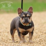 Tootie a Blue and tan french bulldog for sale near Jackson Tennessee.