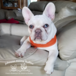Merle Platinum french bulldog breeders in TN