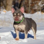 bulldog puppies for sale near Tennessee