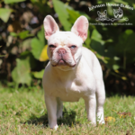 Platinum merle french bulldog with Heterochromic eyes