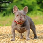 Silver is a Lilac Trindle mini French Bulldog that was produced here at Johnson House Bullies.
