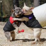 Are you looking for a frenchbulldog for sale near me. Check with Johnson House Bullies. They have available frenchies.