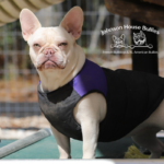 Cream french bulldog breeders near me TN