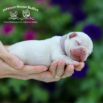 Cream frenchie puppies for adoption near me