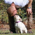 How much do platinum frenchies cost and do you have any frenchie puppies for sale