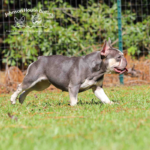 Lilac frenchie named pickles who is owned by JHB in TN. They do have lilac french bulldogs for sale.