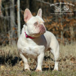 Lulu (Mother) Lulu is a Lilac & Tan Platinum Frenchie with Testable Chocolate gene. She is an amazing and beautiful french bulldog.