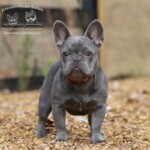 Silver is a beautiful lilac trindle produced by Johnson House Frenchies