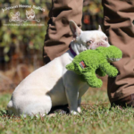 Platinum french bulldogs are some of the most popular frenchies worldwide. they are simply adorable.