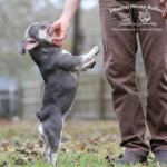 Such a compact and adorable lilac tri french bulldog female
