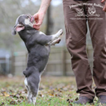 Such a compact and adorable lilac tri french bulldog female